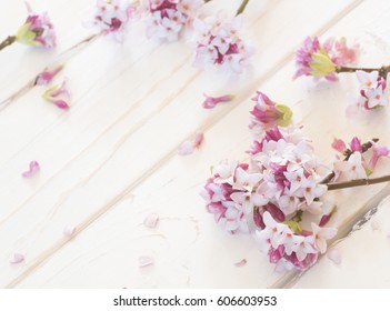 Soft And Pretty Pink Daphne Flowers And Petals Scattered On Distressed White Board Shiplap Background With Room Or Space For Copy, Text, Or Your Words.  It's Horizontal With Looking Down View