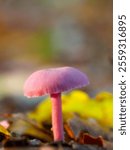 A soft purple amethyst mushroom stands between leaves and moss