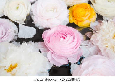 Soft ranunculus flowers float on dark water.