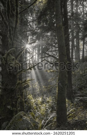Soft rays of morning light filter through tall trees and mist, illuminating the moss and ferns of a Pacific Northwest forest.