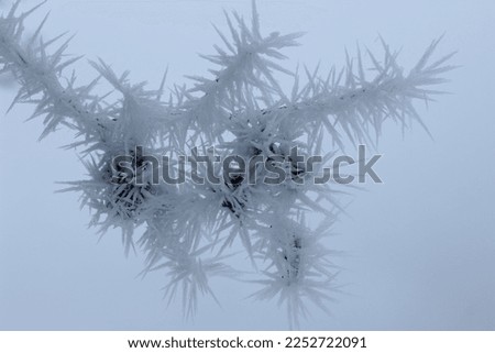 soft rime frost on branch