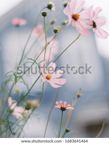 Similar – Image, Stock Photo Cosmea blossoms in late evening light, vintage mood, flowers