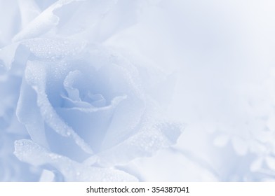 Soft Rose Background Soft Blur Style Stock Photo 354387041 | Shutterstock