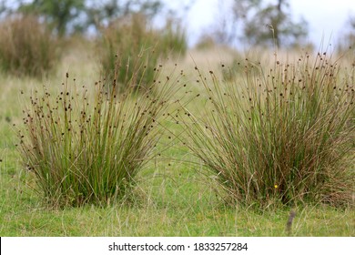 Soft Rush Tufted Grass Juncus Effusus Stock Photo 1833257284 | Shutterstock