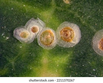 Soft Scale Insects, Oleander Scale, Aspidiotus Nerii (Hemiptera: Coccidae) On A Green Hedera (ivy) Leaf