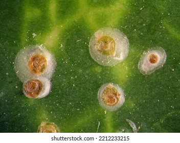 Soft scale insects, Oleander scale, Aspidiotus nerii (Hemiptera: Coccidae) on a green Hedera (ivy) leaf - Shutterstock ID 2212233215