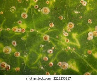 Soft Scale Insects, Oleander Scale, Aspidiotus Nerii (Hemiptera: Coccidae) On A Green Hedera (ivy) Leaf