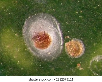 Soft Scale Insects, Oleander Scale, Aspidiotus Nerii (Hemiptera: Coccidae) On A Green Hedera (ivy) Leaf