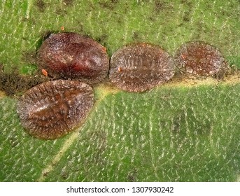 Soft Scale Insects, Saissetia Sp. (Hemiptera: Coccidae) Is The Dangerous Pest Of Citrus, Mango And Olive Trees In The Mediterranean Basin 