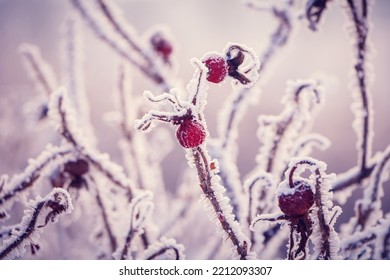 Soft scenic nature Winter poster. Beautiful natural pattern of Snowy red Rosehip berry on pink background. Wintertime