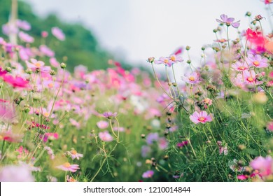 Soft And Select Focus,A Colorful Field Of Cosmos Flower Is Planted For Visitors To Visit The Cosmos Flower In The Winter And The Cosmos Field. Flower Is Also The Meeting Of Couples On Valentine's Day.