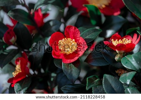 Soft selective focus of Camellia japonica known as common camellia with green leaves, Red pink japanese camellia flowers or the rose of winter in the garden, Natural floral background.