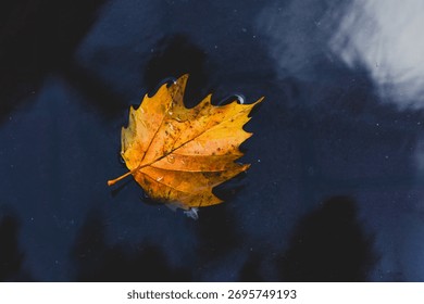 Soft selective focus of one orange brown leaves of Acer saccharum fall on the water with oil stain, Dry sugar maple leaf on water with dark tone, Free copyscape for your text, Nature autumn background