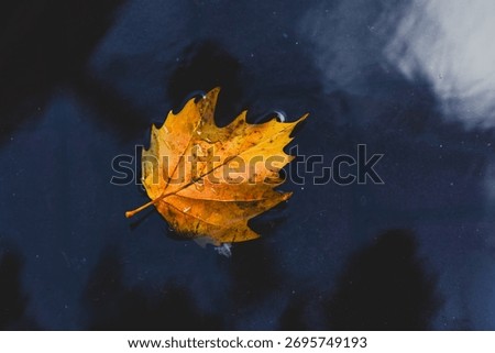 Soft selective focus of one orange brown leaves of Acer saccharum fall on the water with oil stain, Dry sugar maple leaf on water with dark tone, Free copyscape for your text, Nature autumn background