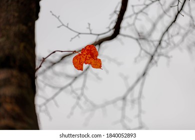 Soft selective focus of one single red orange leaf hanging on the tree in cold day in Autumn, Last leaf on the bare tree in cloudy day sky as backdrop, Nature background.