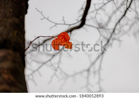 Soft selective focus of one single red orange leaf hanging on the tree in cold day in Autumn, Last leaf on the bare tree in cloudy day sky as backdrop, Nature background.