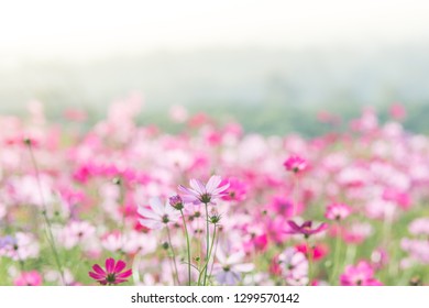 Soft, selective focus of pink Cosmos, blurry flower for background, colorful plants 
 - Shutterstock ID 1299570142