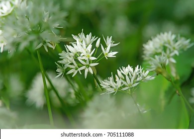 Soft, Selective Focus Of Wild Garlic, Allium Ursinum, In Flower With Diffused Forest Background, Gloucestershire, UK