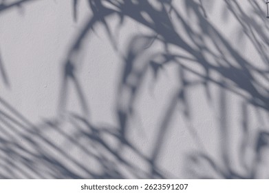 Soft shadow of tree branches cast on a white wall in bright sunl