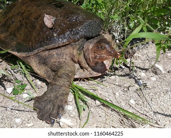 250 Florida soft shell turtle Images, Stock Photos & Vectors | Shutterstock