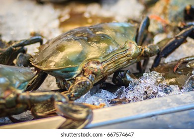 Soft Shelled Serrated Mud Crab (Mangrove Crab, Black Crab) For Sale At Seafood Market. Soft-shell Crab Is A Culinary Term For Crabs Which Have Recently Molted Their Old Exoskeleton And Are Still Soft.