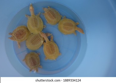 Soft Shelled Turtle Golden Swim In Blue Water Tanks.