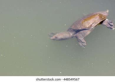 1,228 Softshell turtle Images, Stock Photos & Vectors | Shutterstock