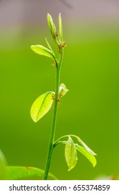 嫩芽
