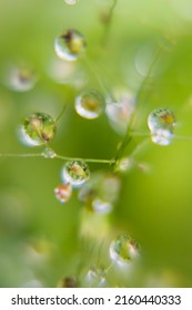 Soft Smooth Water Drops On Stems Stock Photo 2160440333 | Shutterstock