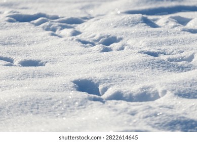 Soft snow blankets the ground. Tiny footprints mark the snowy surface. Sunlight glints off fresh, undisturbed snow. Each impression tells a quiet story. Nature's quiet footprints linger in white