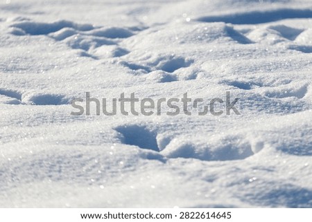 Soft snow blankets the ground. Tiny footprints mark the snowy surface. Sunlight glints off fresh, undisturbed snow. Each impression tells a quiet story. Nature's quiet footprints linger in white