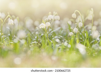 Soft spring background. Spring flowers in the shining sunlight, Leucojum vernum, called spring snowflake