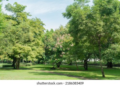 Soft Sun Light Green Tree And Grass Field In Forest Park On Holiday At Morning Air Fresh Relax Purify Natural Landscape Garden Outdoor  Background.for Ecology
Or  Life Health,picnic Area Backdrop.