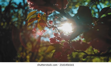 Soft Sun Rays Passing Through Leaves and Flowers of Blooming Fruit Tree