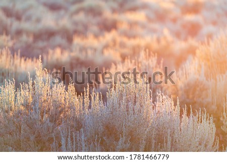 Soft sun sunset rays sunlight lift through grass green desert sage brush plants in Ranchos de Taos valley landscape in summer abstract pattern