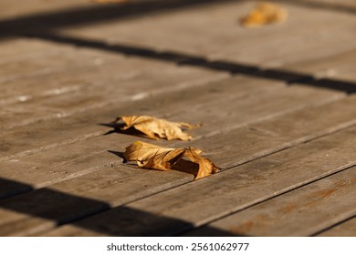 Soft sunlight highlights fallen leaves scattered across an old wooden deck in autumns embrace. - Powered by Shutterstock