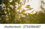 Soft sunlight streaming through olive branches, highlighting verdant olives gradually ripening against lush green foliage in golden morning light