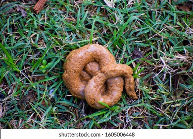 415 Dog diarrhea Stock Photos, Images & Photography | Shutterstock