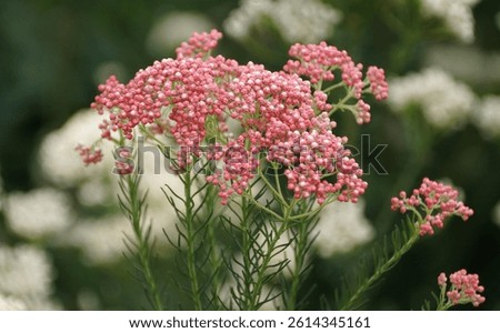 Soft and tiny pink Rice flower clusters, also known with scientific name Ozothamnus diosmifolius