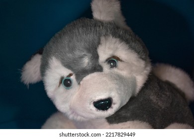 Soft Toy Husky Dog With Blue Eyes