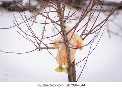 Soft Toy On The Tree In Winter.