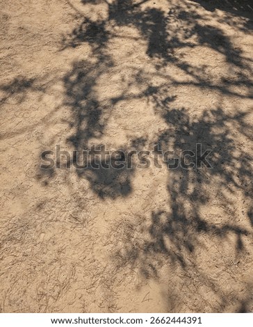Soft tree branch shadows fall on dry, sandy ground scattered with pine needles, creating a natural abstract pattern in warm sunlight. Peaceful and earthy composition.
