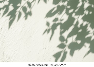 Soft Tree Shadows On Wall