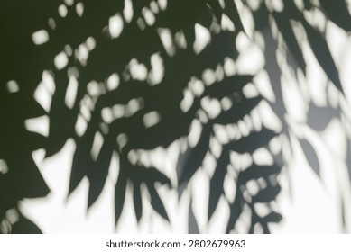 Soft Tree Shadows On Wall