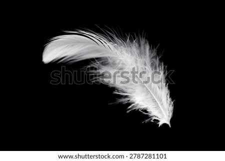 Soft White Bird Feather on Black Background. Fluffy Downy Feather.	