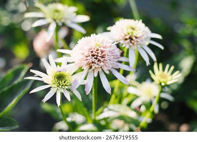 Soft white Cherry Fluff echinacea blooming with lush double petals under summer sunlight.