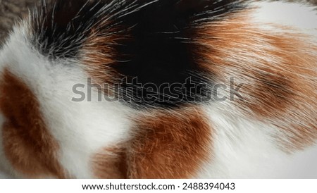 Soft white spotted reddish brown cat fur texture close up, sstkBackgrounds.