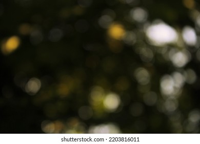 Soft White And Yellow Bokeh With Green And Black Dark Areas. Bright Spots Of Light Contrast Strongly With The Dark Areas In The Photo. Defocused Setting Sun Shining Through The Leaves Of The Tree.