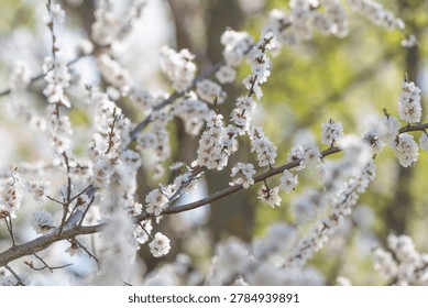Soft wind flow. Subtle breezes sway fragile branches and floating petals naturally. Mild wind gently sways flowering branches and drifting petals conveying lively motion