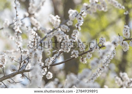 Soft wind flow. Subtle breezes sway fragile branches and floating petals naturally. Mild wind gently sways flowering branches and drifting petals conveying lively motion